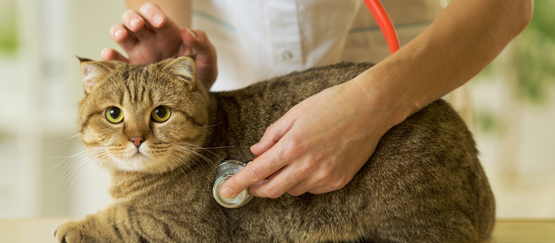 The cat and the vaccination