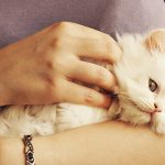P.I.F.: una delle patologie più gravi del gatto