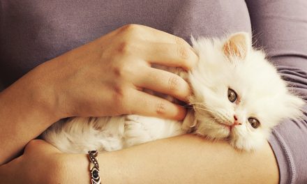 P.I.F.: una delle patologie più gravi del gatto