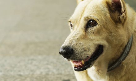 How to behave when we meet abandoned or hindered pets