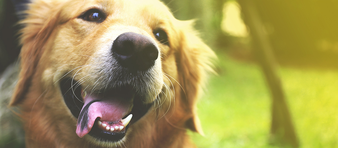 Attenzione allo xilitolo: il dolcificante è tossico per i nostri cani