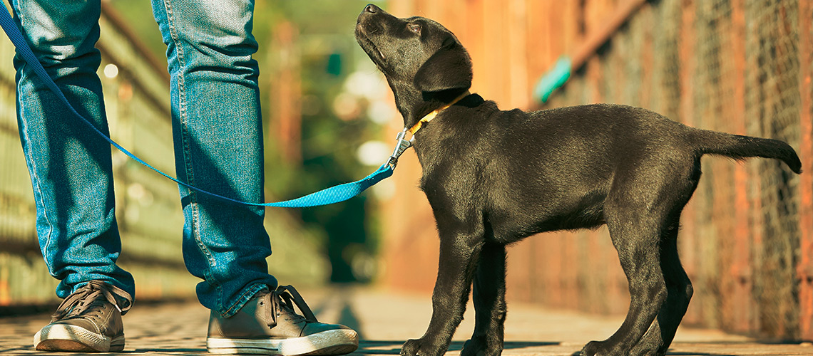 The new rules of the health ministry on the walk with your pets