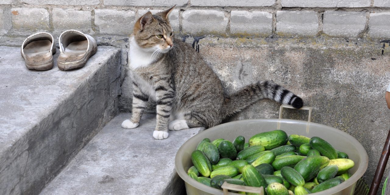 Gatti e cetrioli: le stranezze dei nostri amici felini