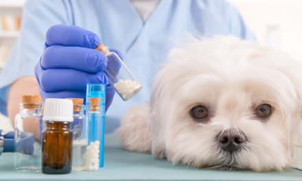 Pets illnesses: which medicines do you need to use
