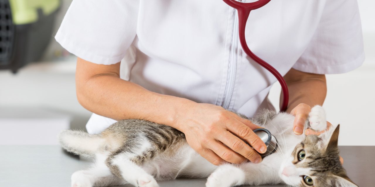 Hypertrophic Cardiomyopaty in cats