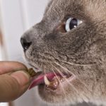 How to give medicine to dogs and cats