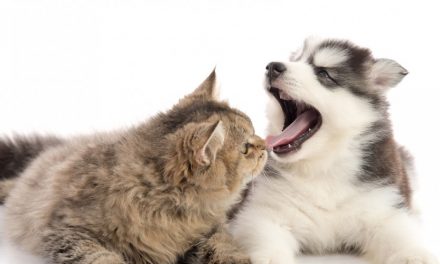 Halitosis in Pets