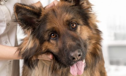 Dog Sterilization: surgical or chemical?