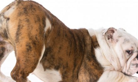 Infezioni alle ghiandole paranali dei cani: a cosa occorre fare attenzione