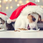 Natale, Animali Domestici e Pacchetti regalo