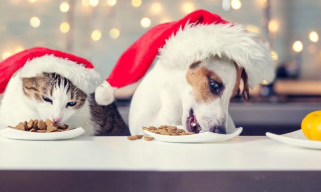 Christmas, Pets and Presents
