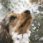 How to protect our Pets from cold