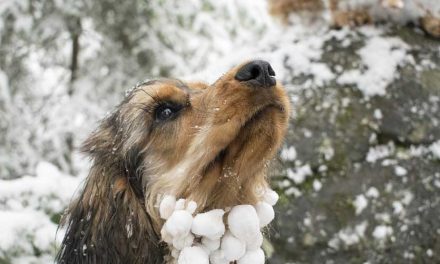 How to protect our Pets from cold