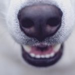 Dogs and growth of teeth