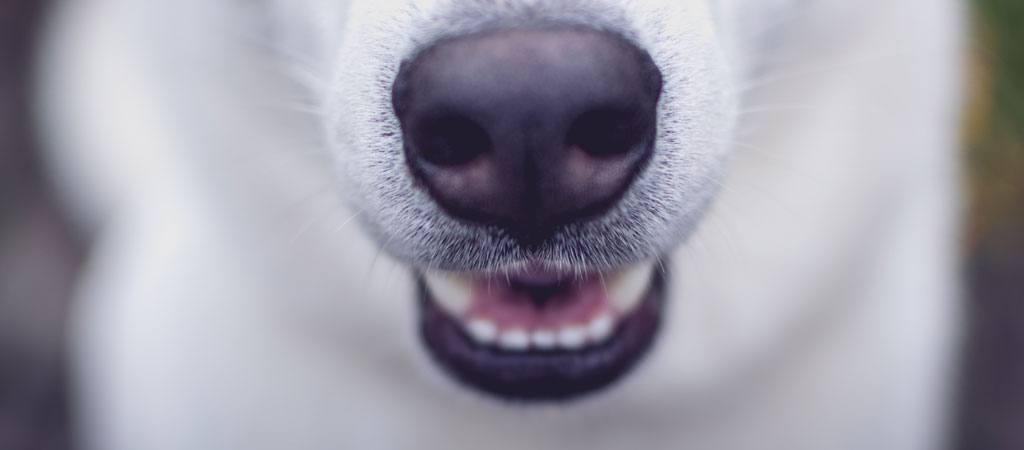 Cani e crescita dei Denti