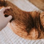 Mediastinum and the risk of disease in the cats
