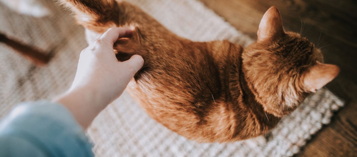 Il mediastino e il rischio malattie nei gatti