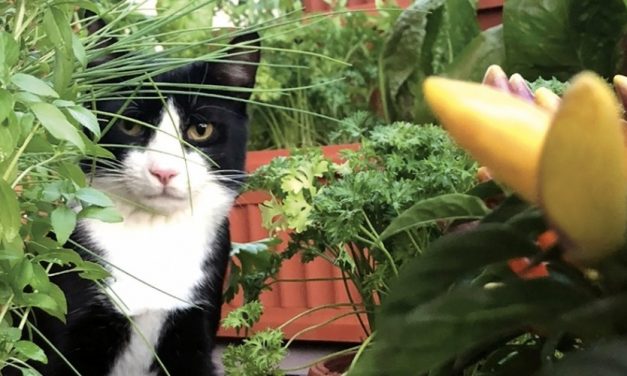 Mini, the gardener cat!