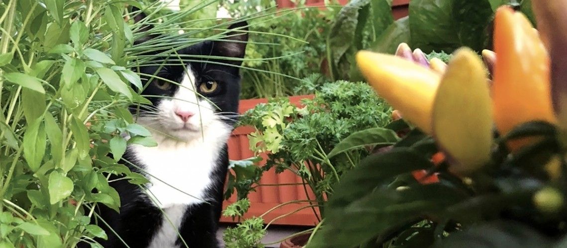 Mini, gatto giardiniere!
