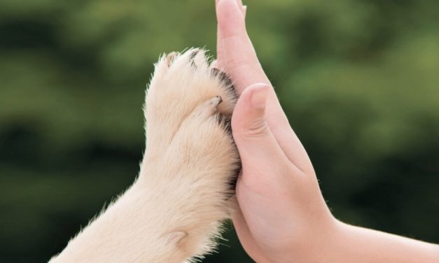 The power of Pet Therapy